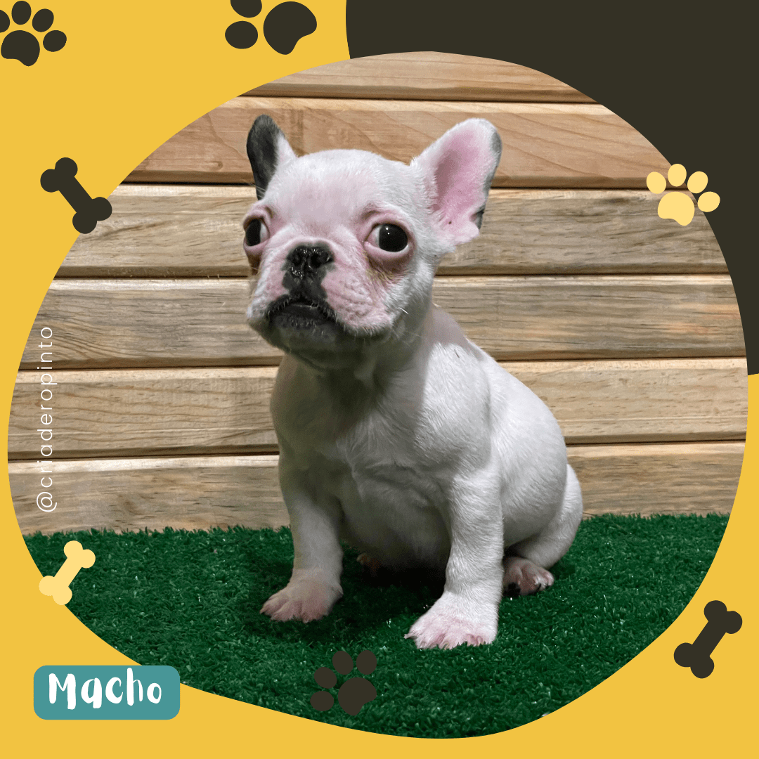 cachorro-bulldog-frances-criadero-pinto